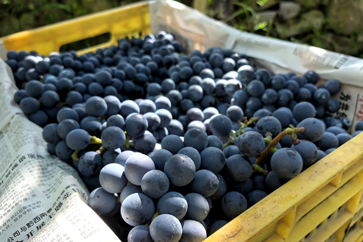 貴州獨山百泉湖村紫秋葡萄解鎖秋日限定甜蜜。