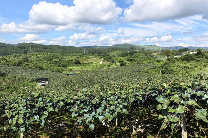 貴州獨山百泉湖村紫秋葡萄解鎖秋日限定甜蜜。