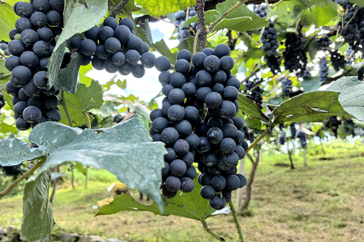 貴州獨山百泉湖村紫秋葡萄解鎖秋日限定甜蜜。
