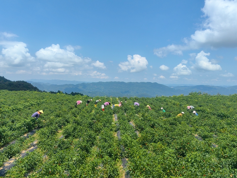 20多個群眾在梁家屯村辣椒種植基地采摘辣椒。譚文斌 