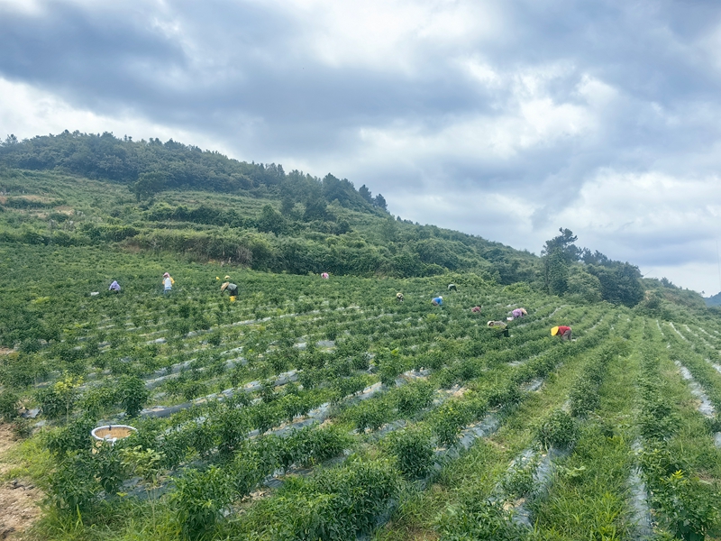 梁家屯村的辣椒種植基地拓寬群眾增收渠道。譚文斌攝
