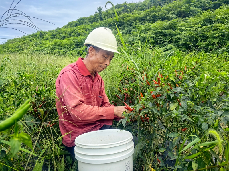 花橋鎮梁家屯村村民梁耀來正在該村辣椒種植基地采摘辣椒。譚文斌攝