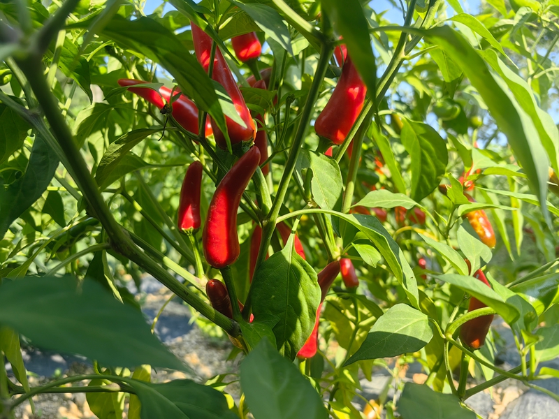 梁家屯村種植的“辣研4號”辣椒。譚文斌攝