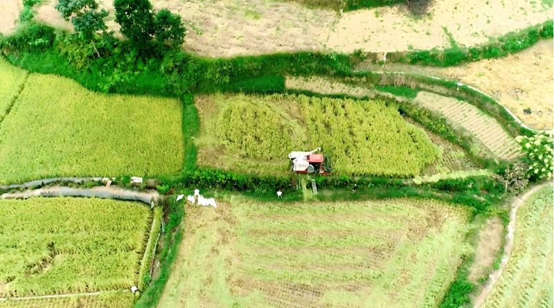 等待收割的稻子。