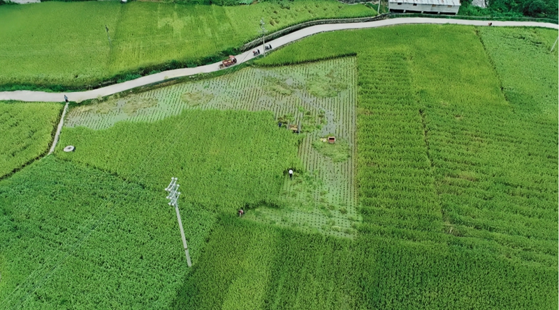 等待收割的稻子。