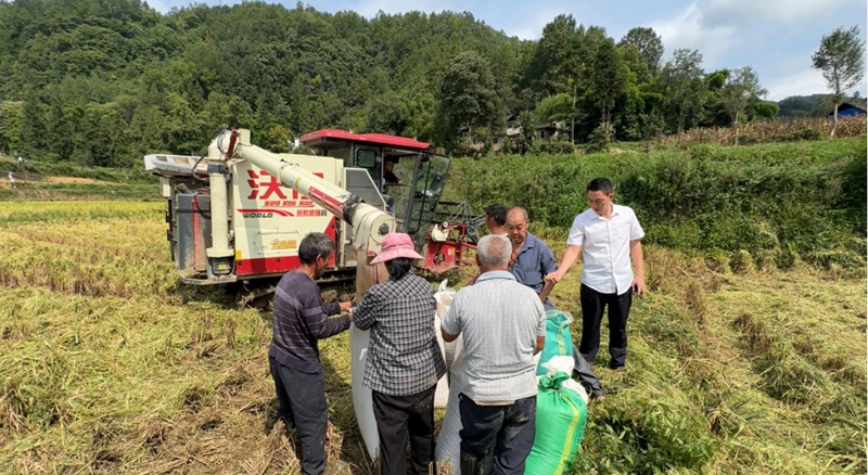 村民正在使用聯合收割機進行水稻收割。