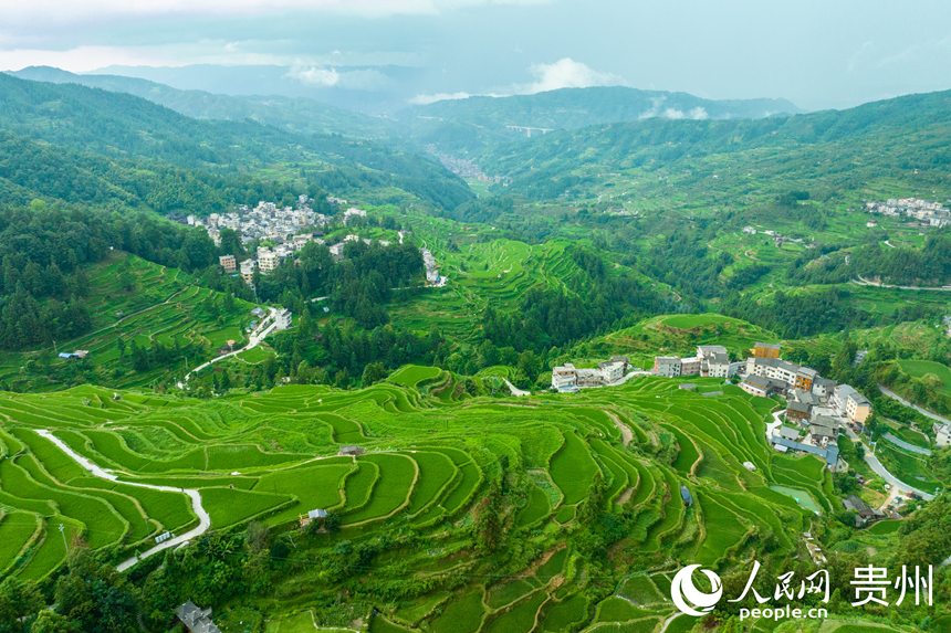 航拍堂安侗寨梯田。人民網(wǎng) 陽茜攝