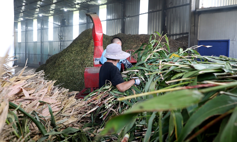 秸稈綜合利用 陳桂良攝.JPG