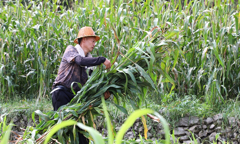 回收高粱秸稈 陳桂良攝.JPG