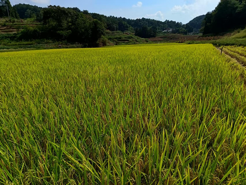坭壩鄉大片稻田在陽光下閃爍，金黃一片，盡顯豐收的壯闊景象。王燁 攝.jpg