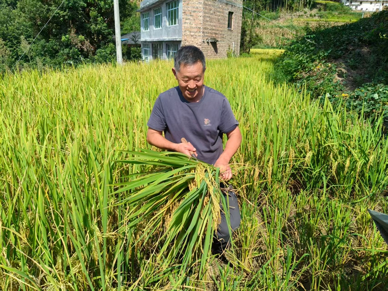 農戶手持稻穗，滿臉喜悅，豐收的幸福溢于言表。王燁 攝.jpg