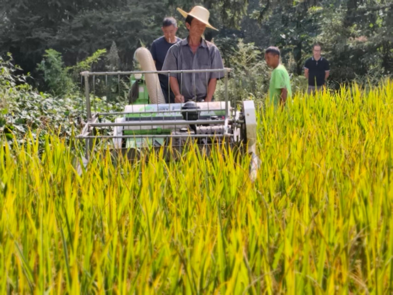 小型收割機在坭壩鄉稻田中穿梭作業，助力高效完成水稻收割。王燁 攝.jpg