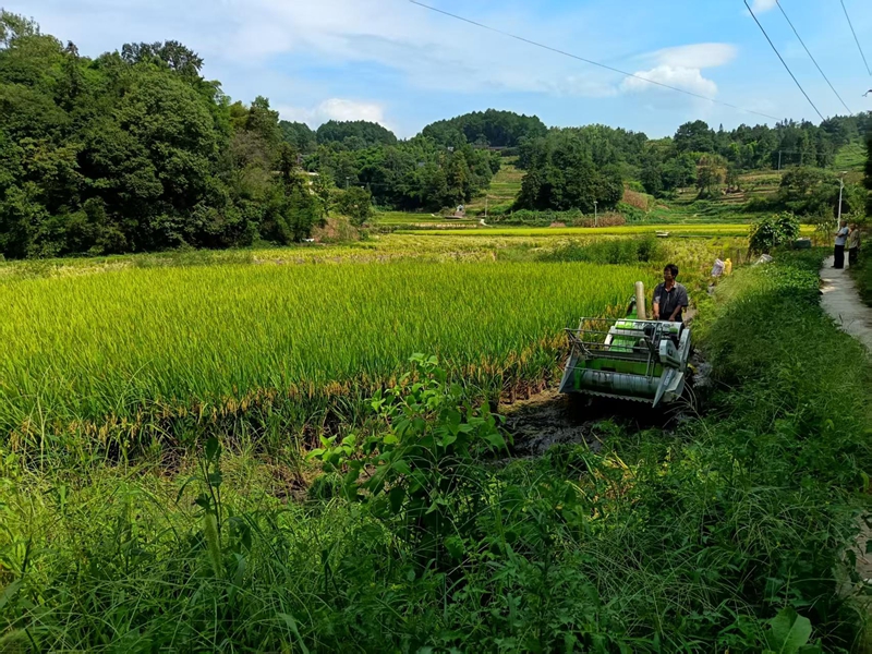 小型收割機在坭壩鄉田間忙碌，為水稻搶收按下 “快進鍵”。王燁 攝.jpg