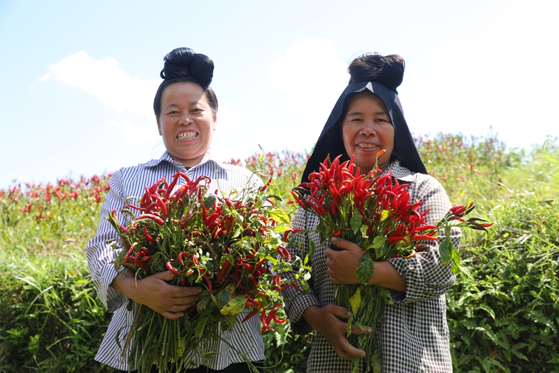久仰鎮畢下村辣椒種植基地,村民們展示剛采收的朝天椒。.jpg