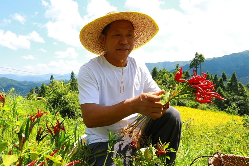 久仰鎮畢下村辣椒種植基地,村民正在采收朝天椒 。