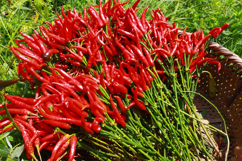 久仰鎮畢下村辣椒種植基地種植的朝天椒。.jpg