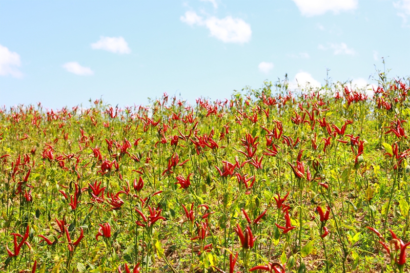久仰鎮畢下村辣椒種植基地。.jpg