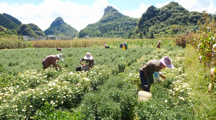 西秀千畝菊花綻放“美麗經濟”。