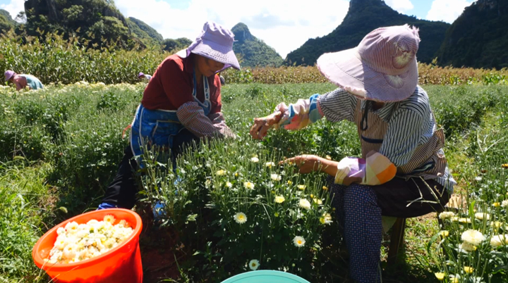 西秀千畝菊花綻放“美麗經濟”。