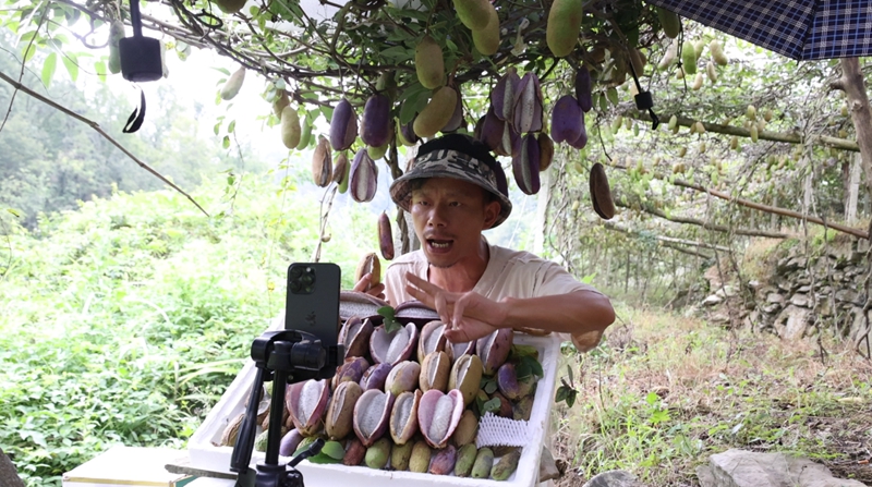 主播介紹八月瓜。