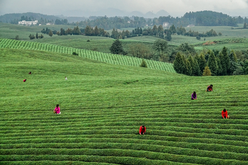 貴州省遵義市湄潭縣永興茶海。楊良強攝