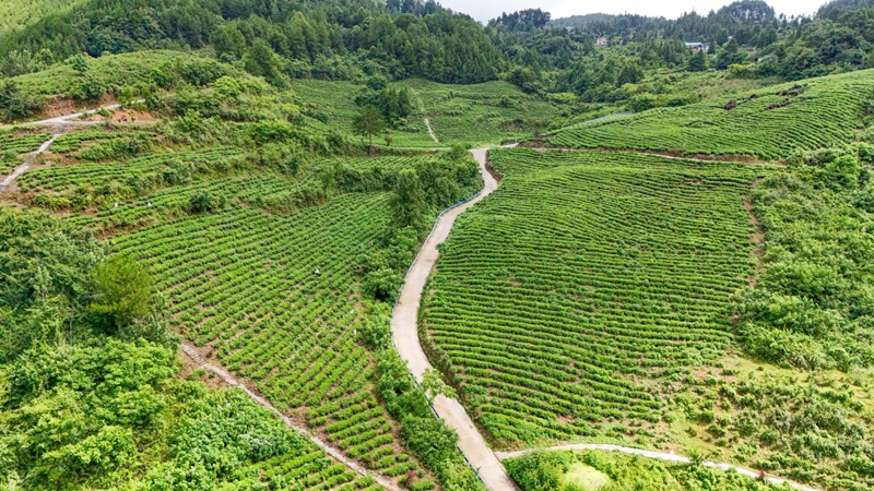 印江自治縣中興街道夫子壩村生態茶園基地.jpg