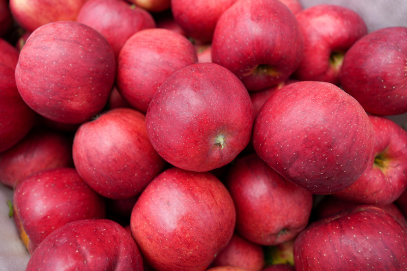 在猴場鎮格寨村蘋果基地,新鮮采摘的蘋果。