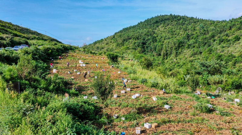 百合種植基地。
