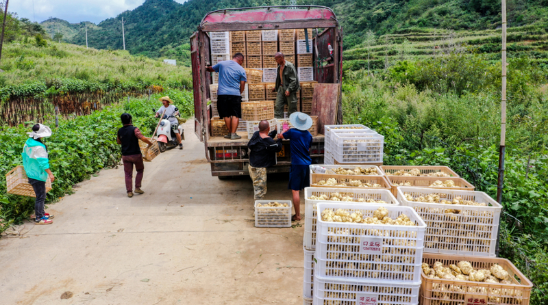 裝筐、搬運和裝車。