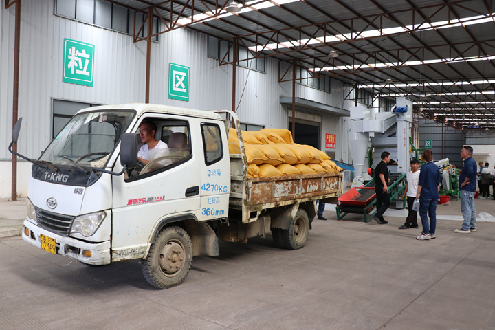 七星關區酒用高粱加工收購中心，經過基地核對、排隊編號、質量外檢、機選、過磅等收購流程后，一顆顆飽滿紅潤的高粱粒順利入倉。劉娟攝