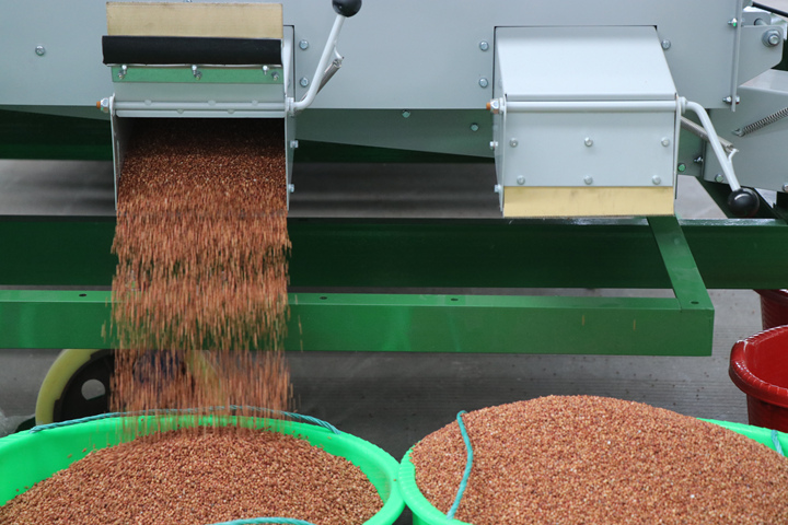 七星關區酒用高粱加工收購中心，經過基地核對、排隊編號、質量外檢、機選、過磅等收購流程后，一顆顆飽滿紅潤的高粱粒順利入倉。劉娟攝