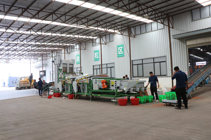 七星關區酒用高粱加工收購中心，經過基地核對、排隊編號、質量外檢、機選、過磅等收購流程后，一顆顆飽滿紅潤的高粱粒順利入倉。劉娟攝