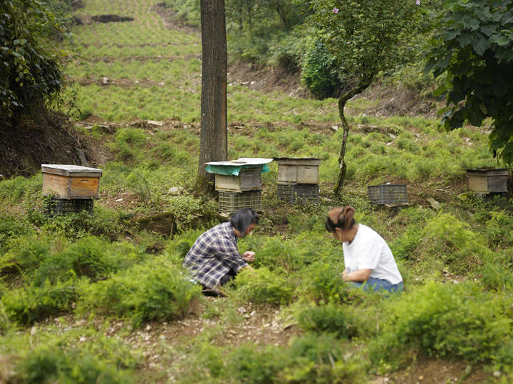 圖為基地工人在管護天門冬。蹇詩奇攝