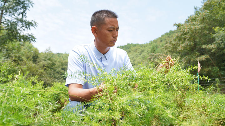 圖為 太壩村天門冬種植基地負責人田小勇正在查看天門冬長勢。黃婷婷攝