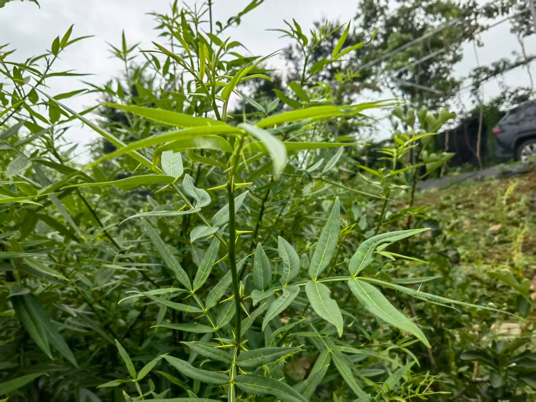 從“野草”到“金草”——寶林科技探索中醫藥全產業鏈新路徑。