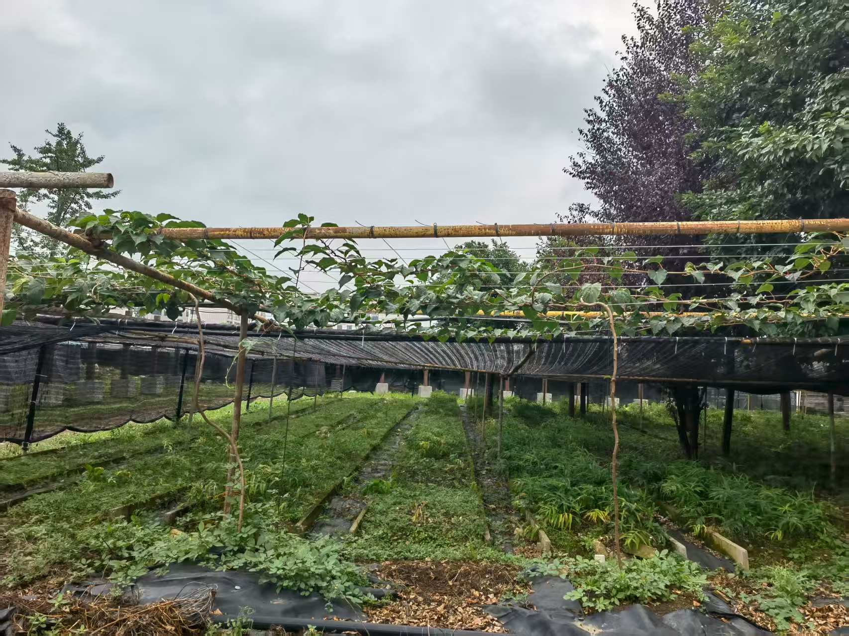 從“野草”到“金草”——寶林科技探索中醫藥全產業鏈新路徑。