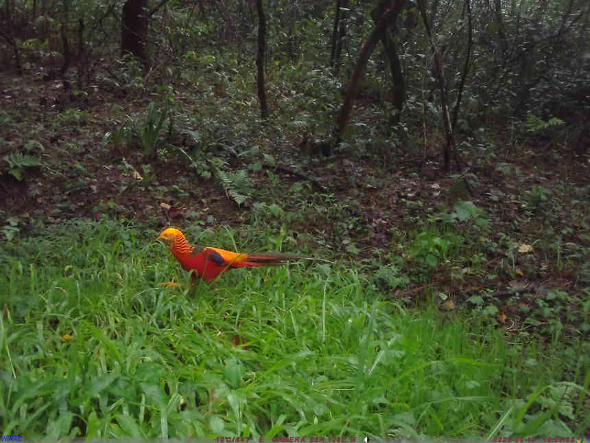 省國有扎佐林場監(jiān)測到紅腹錦雞。張雷拍攝