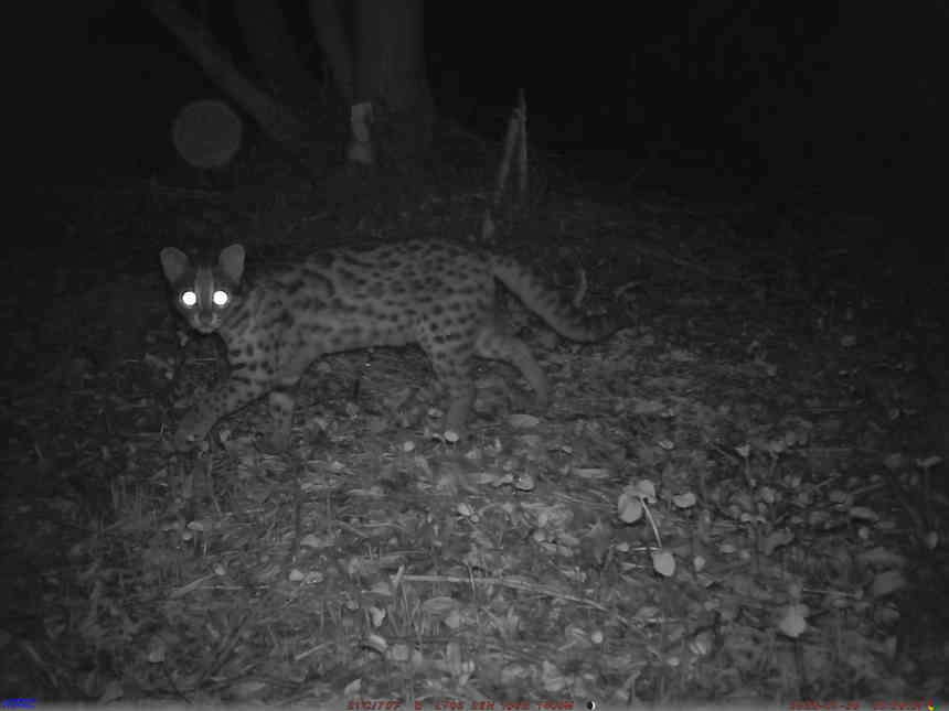 省國有扎佐林場監(jiān)測到豹貓。張雷拍攝