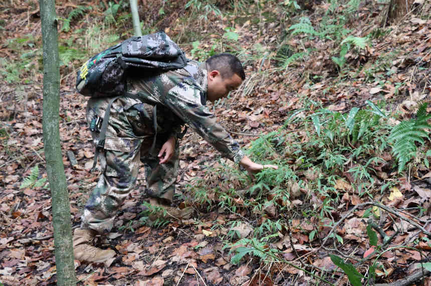 技術(shù)人員林間尋找獸徑。姜繼恒攝