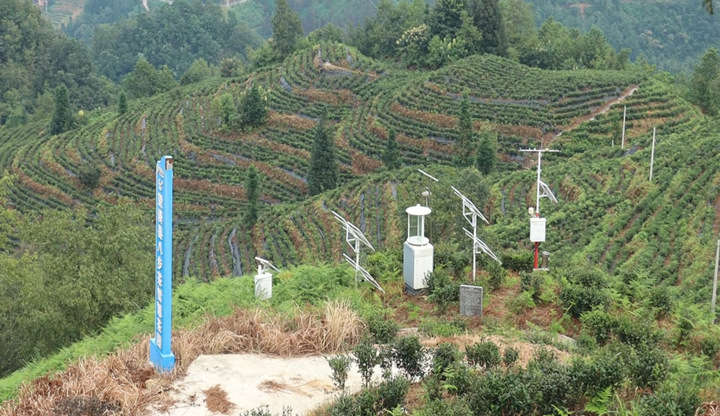 智慧茶園。