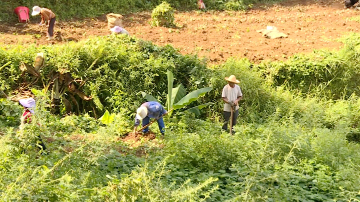 圖為村民正在挖地蘿卜。