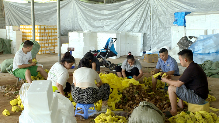 圖為得益于線上銷售的火爆,地蘿卜銷量很好。圖為工作人員正在打包地蘿卜。