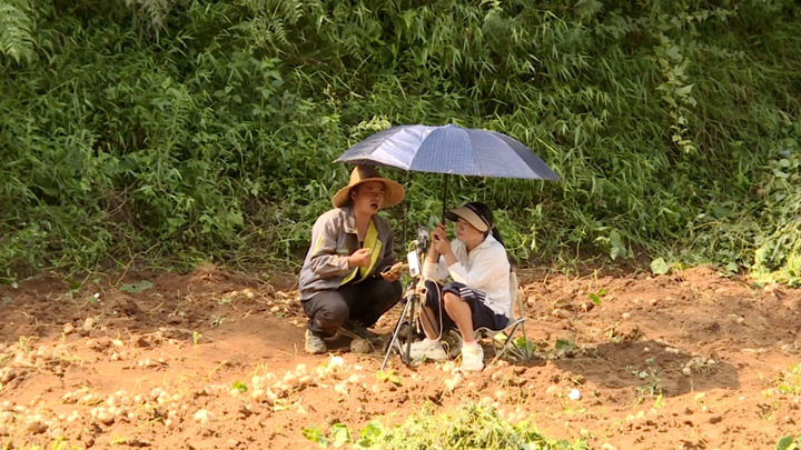 圖為直播人員正在直播售賣地蘿卜。