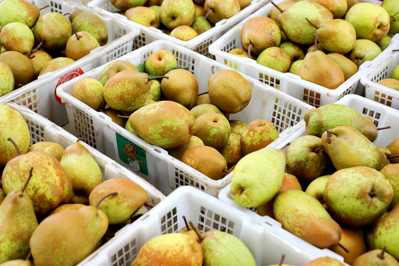 香甜可口的官梨。陳桂良攝