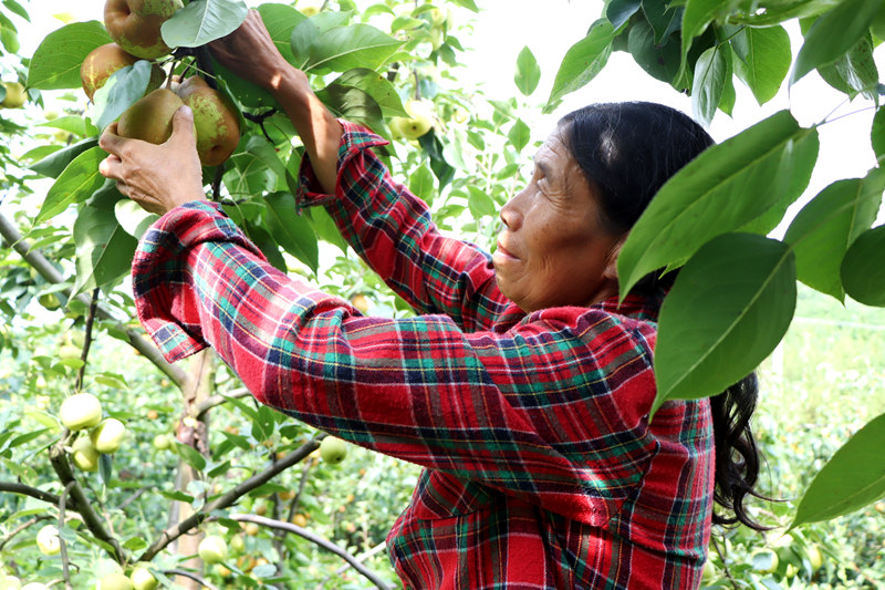 采摘新鮮的官梨。萬蓮蓮攝