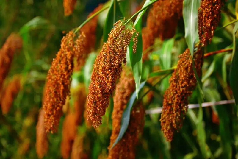 高粱紅。桐梓縣融媒體中心供圖