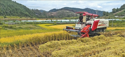 圖為梁士高駕駛收割機收水稻。本報記者 蘇 濱攝
