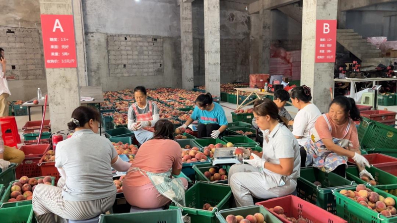 工作人員在分揀艷紅桃。