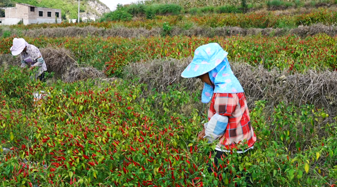 “紅火火”映紅好日子 “綠盈盈”結出致富果。