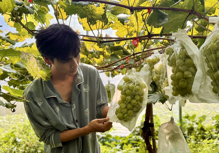 銅仁市萬山區謝橋街道石竹社區高車組葡萄基地里的葡萄掛滿藤蔓。